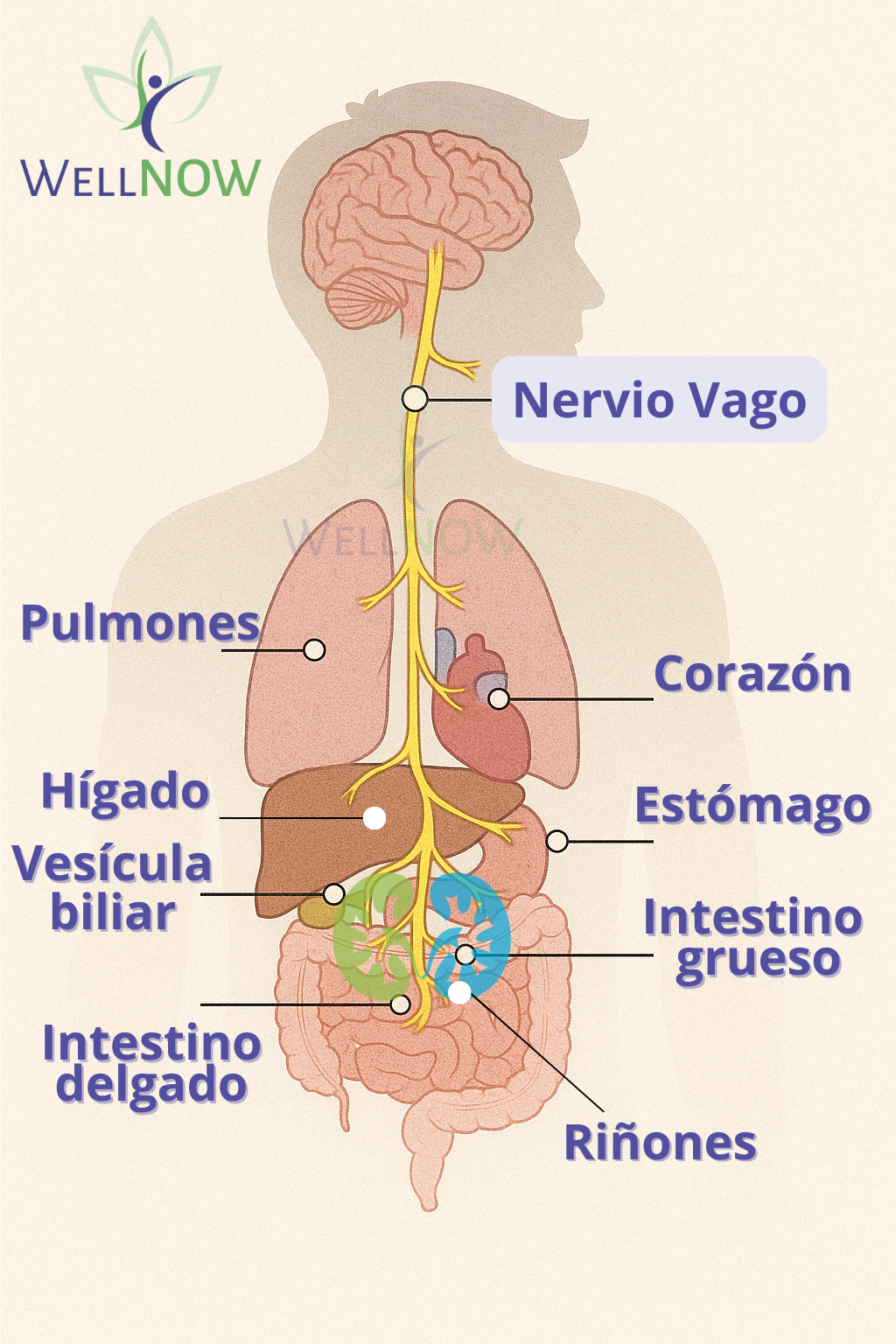 nervio vago wellnow (1)
