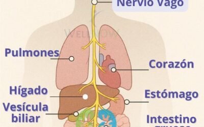 Nervio Vago y Quiropráctica: Clave para el Bienestar Integral