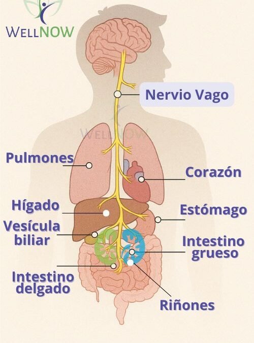 Nervio Vago y Quiropráctica: Clave para el Bienestar Integral