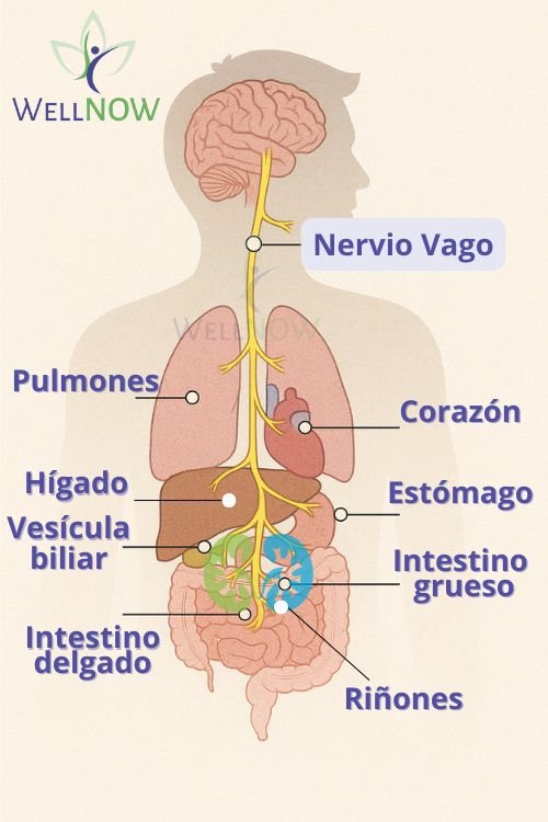 Nervio Vago y Quiropráctica: Clave para el Bienestar Integral - WELLNOW