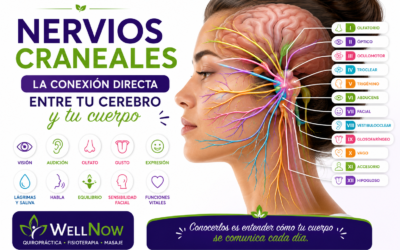🧠 Nervios craneales: la conexión directa entre tu cerebro y tu cuerpo