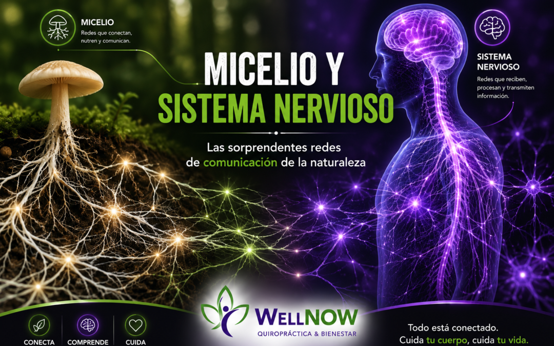 Entrada Blog Wellnow Micelio y Sistema Nervioso