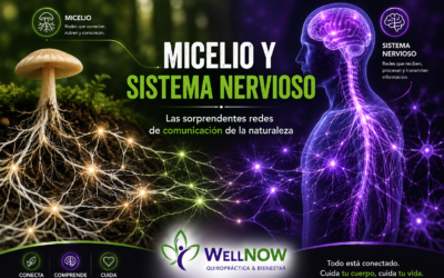 🍄 Micelio y sistema nervioso: las sorprendentes redes de comunicación de la naturaleza
