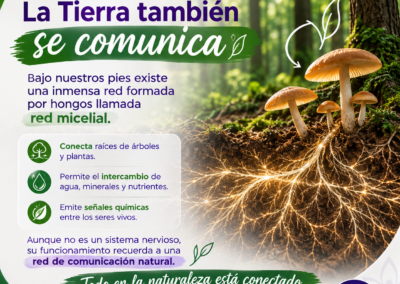 WELLNOW ESTADOS SISTEMA NERVIOSO Y REGENERACION 1