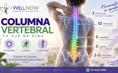 Columna vertebral: estructura, funciones y curvas naturales